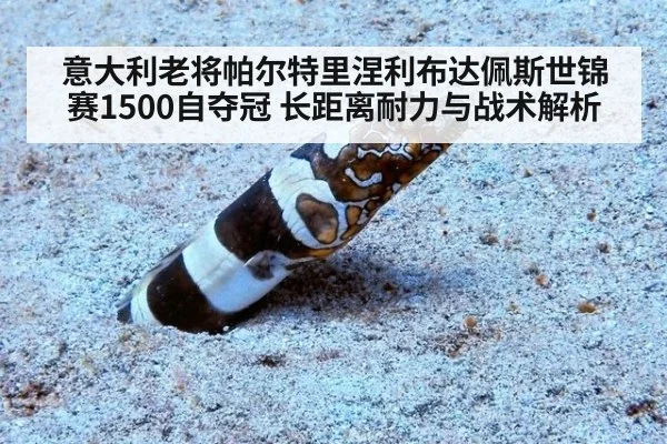 意大利老将帕尔特里涅利布达佩斯世锦赛1500自夺冠 长距离耐力与战术解析